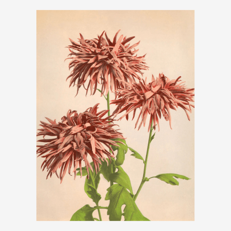 Pink Chrysanthemum Floral Framed Art Print - 50x70 9002 - Uneeka