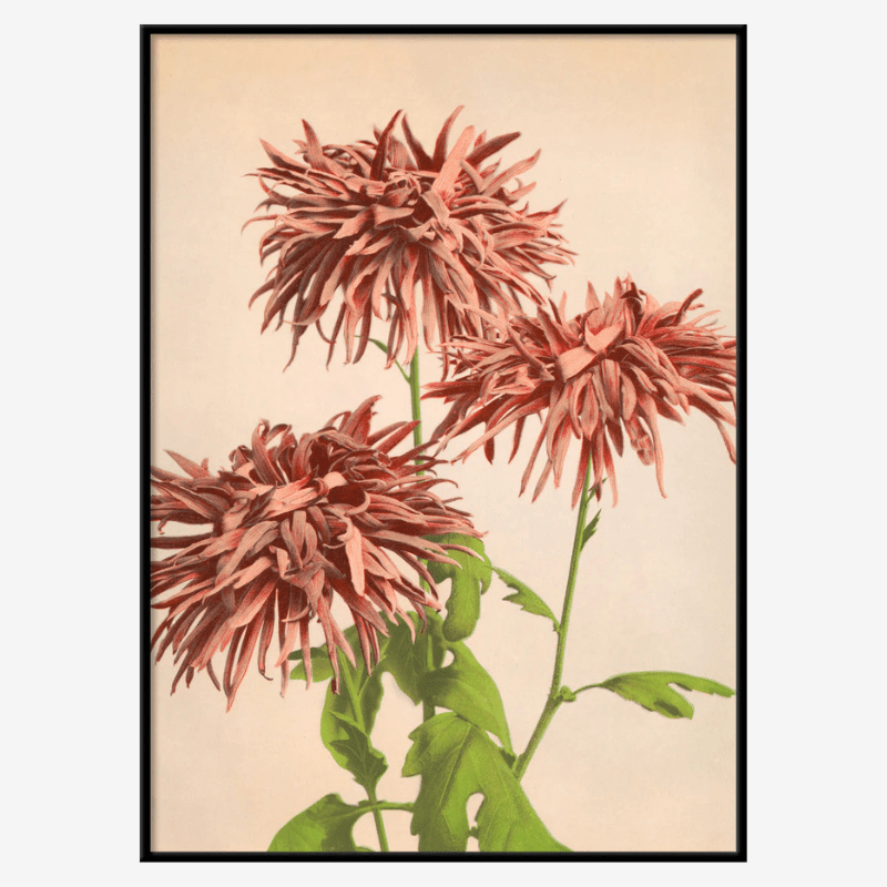 Pink Chrysanthemum Floral Framed Art Print - BFG 50x70 9002 - Uneeka