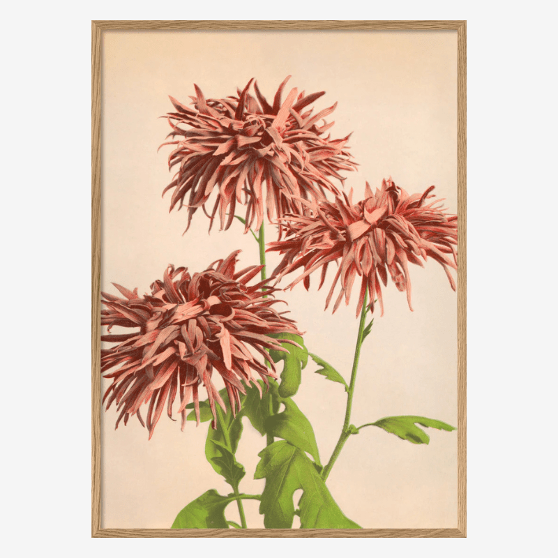 Pink Chrysanthemum Floral Framed Art Print - OFG 50x70 9002 - Uneeka