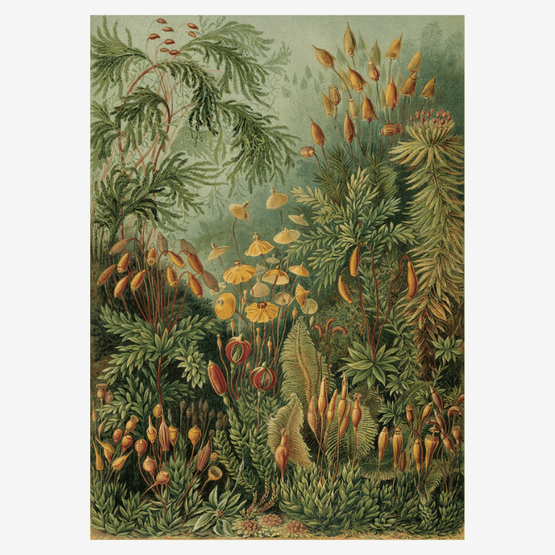 Polytrichum Moss Jungle Botanical Framed Print - 30x40 8216 - Uneeka