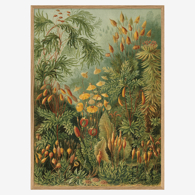 Polytrichum Moss Jungle Botanical Framed Print - OFG 30x40 8216 - Uneeka