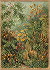 Polytrichum Moss Jungle Botanical Framed Print - OFG 30x40 8216 - Uneeka