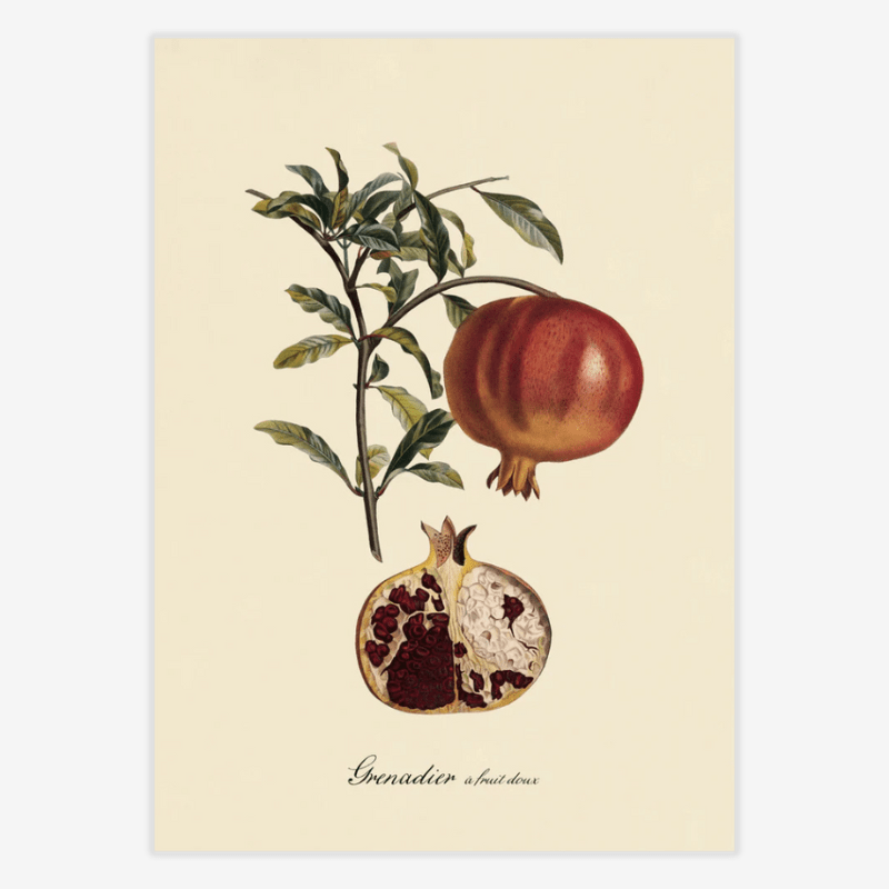 Pomegranate Framed Art Print - 50x70 3612 - Uneeka