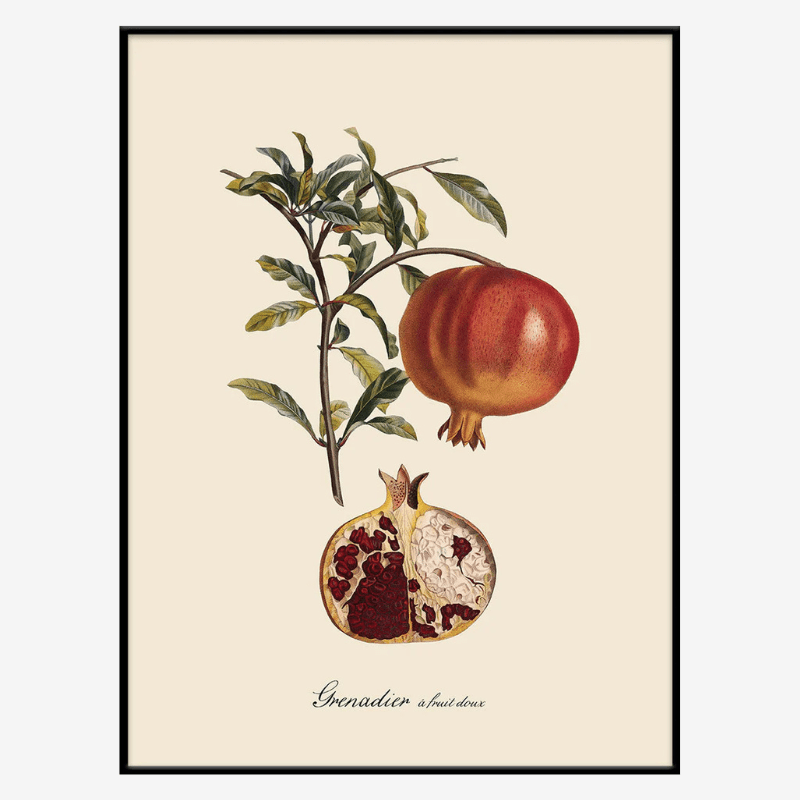 Pomegranate Framed Art Print - BFG 50x70 3612 - Uneeka