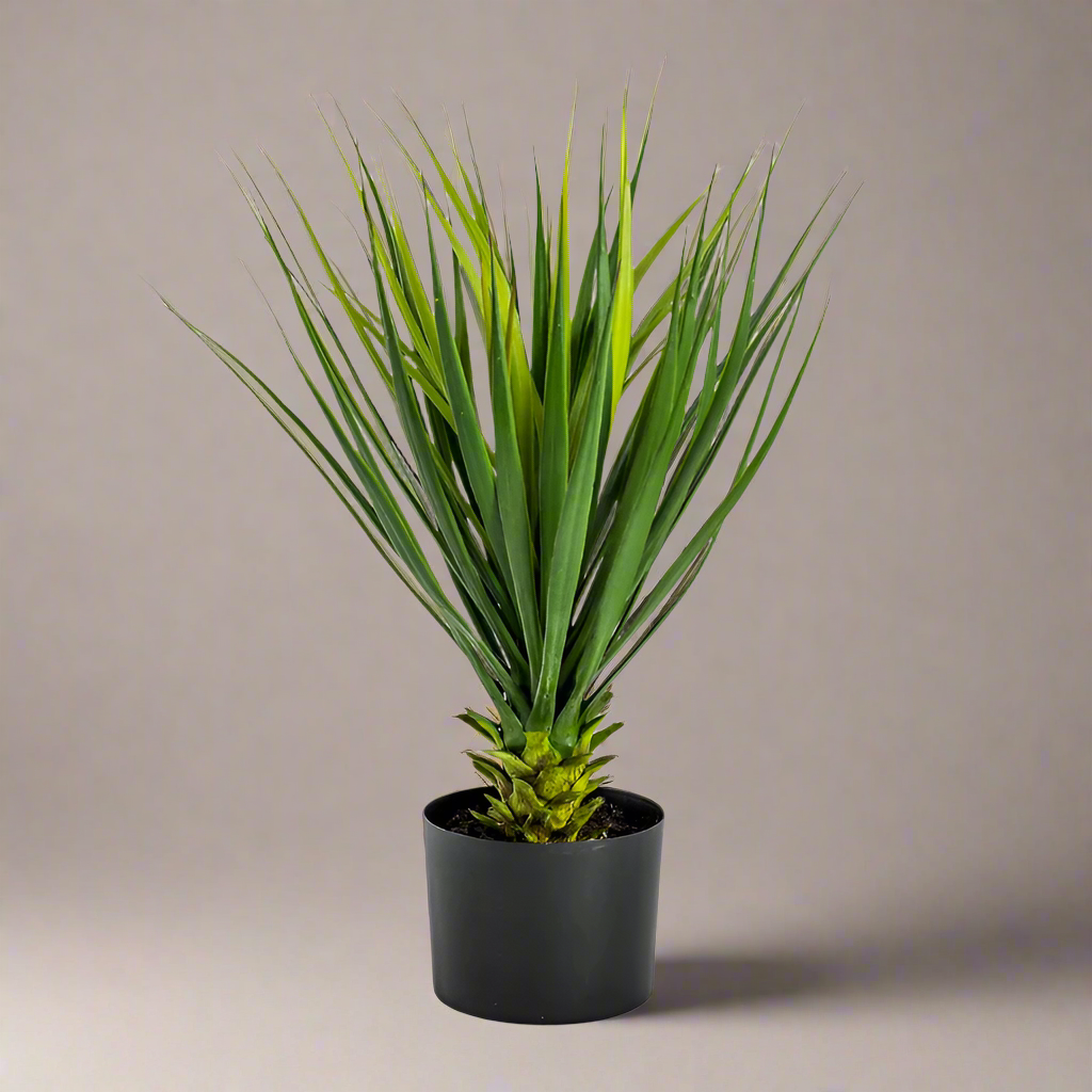 Ornamental Potted Yucca Plant - AF70 - Uneeka