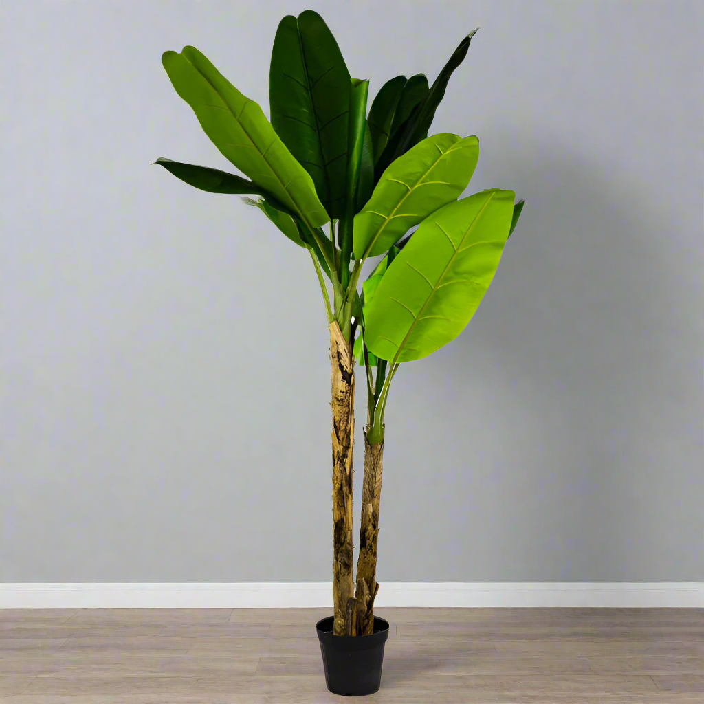 Large Ornamental Banana Tree in a Black Pot - AF42 - Uneeka