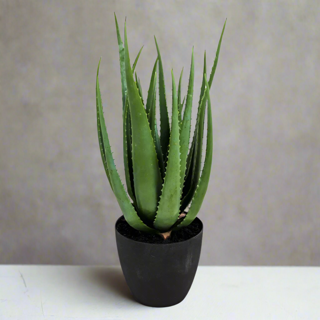 Ornamental Aloe Plant with Black Pot - AF51 - Uneeka