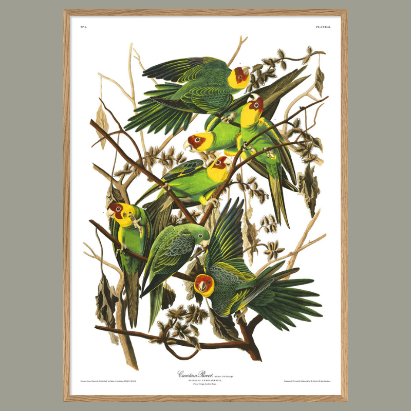 Group of Carolina Parrots Framed Art Print - OFP 100x140 6521 - Uneeka
