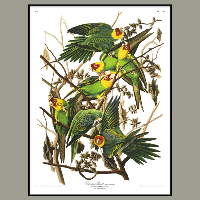 Group of Carolina Parrots Framed Art Print - BFP 100x140 6521 - Uneeka