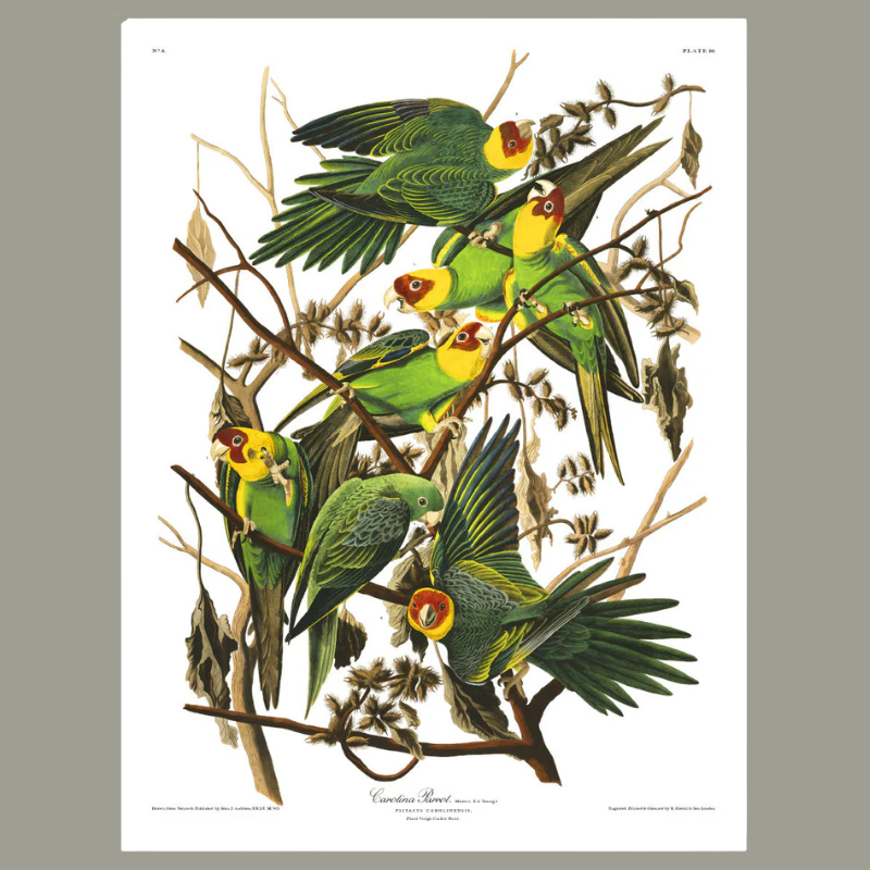Group of Carolina Parrots Framed Art Print - 100x140 6521 - Uneeka