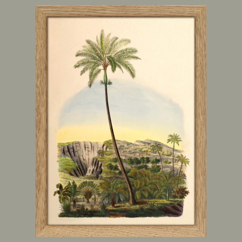 Palmarum Palm Framed Mini Art Print - OFG 15x21 RC229 - Uneeka