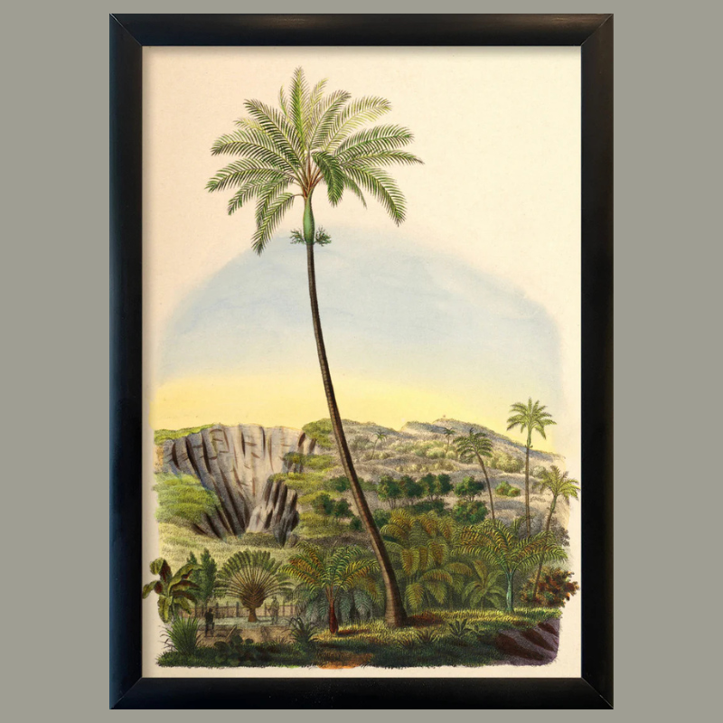 Palmarum Palm Framed Mini Art Print - BFG 15x21 RC229 - Uneeka