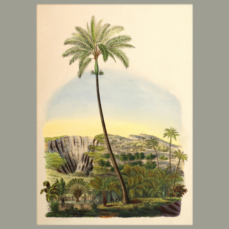 Palmarum Palm Framed Mini Art Print - 15x21 RC229 - Uneeka