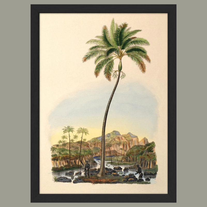 Palmarum Palm II Framed Mini Art Print - BFG 15x21 RC230 - Uneeka
