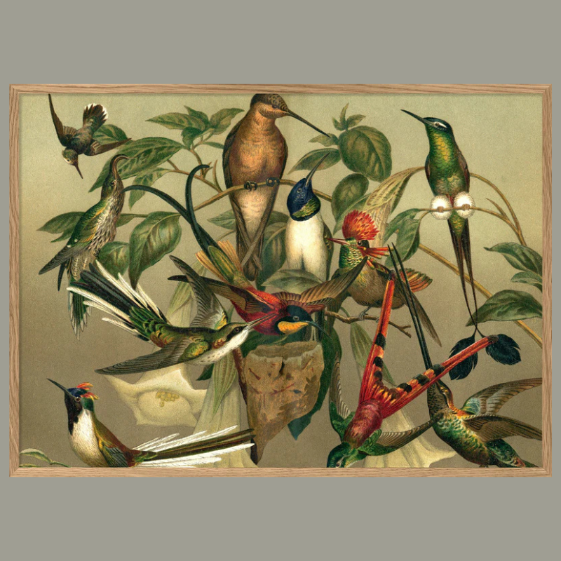 Group of Hummingbirds Framed Art Print - OFP 100x140 2905H  - Uneeka