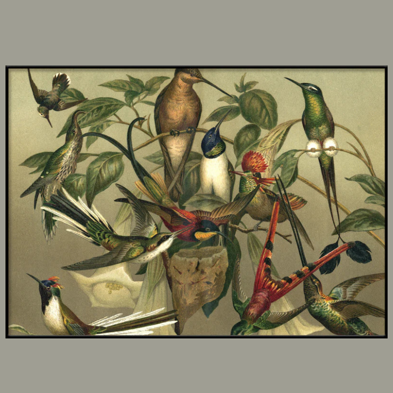 Group of Hummingbirds Framed Art Print - BFP 100x140 2905H  - Uneeka