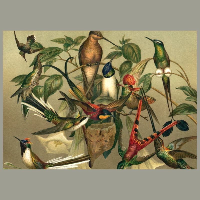 Group of Hummingbirds Framed Art Print - 100x140 2905H  - Uneeka