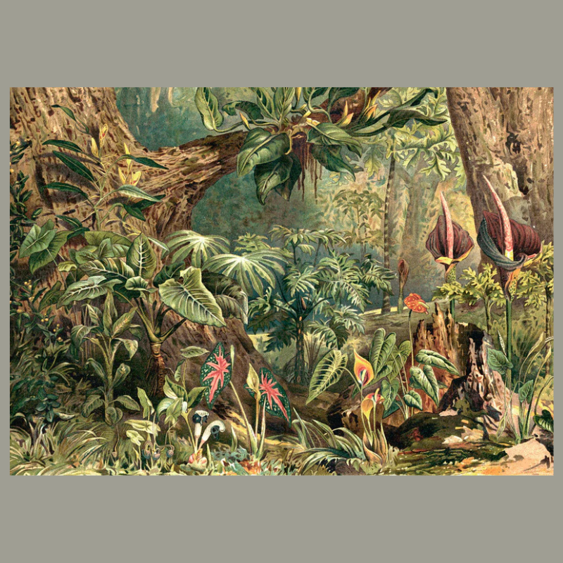 Aracae Jungle Framed Art Print - 100x140 2929H - Uneeka
