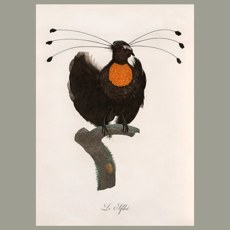 Le Sifilet Framed Art Print - 100x140 6710 - Uneeka