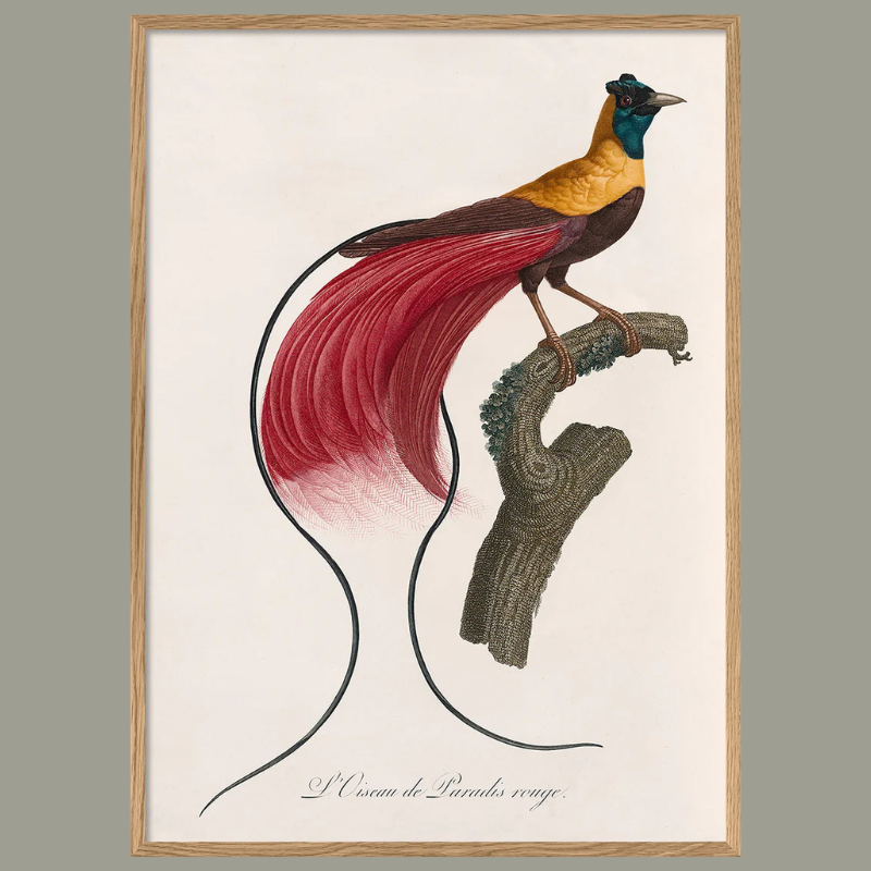 L'Oiseau de Paradis rouge Framed Art Print - OFP 100x140 6712 - Uneeka