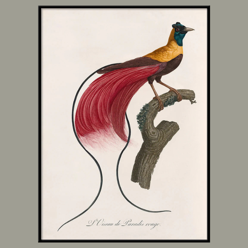 L'Oiseau de Paradis rouge Framed Art Print - BFP 100x140 6712 - Uneeka