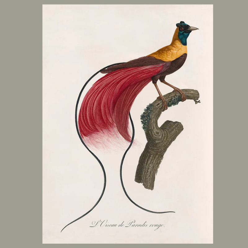 L'Oiseau de Paradis rouge Framed Art Print - 100x140 6712 - Uneeka