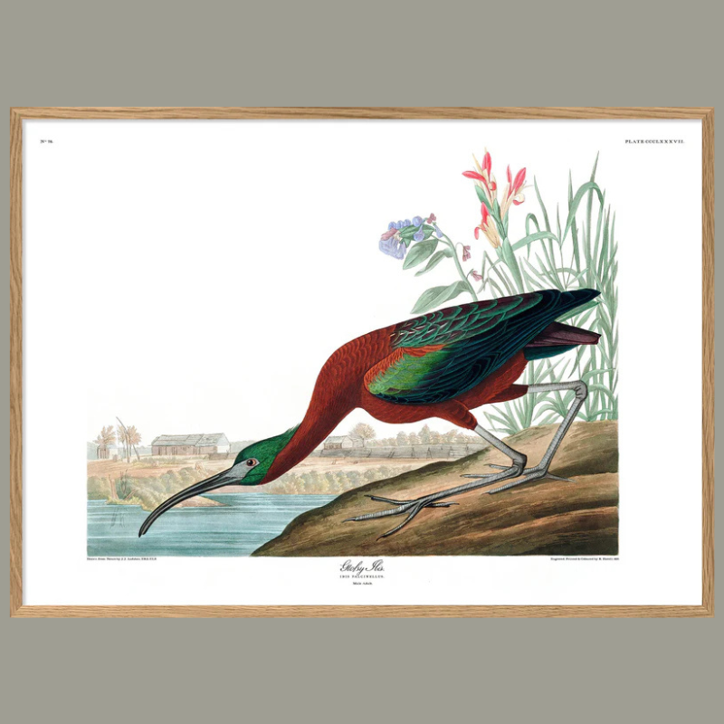 Glossy Ibis Framed Art Print - OFP 100x140 6507 - Uneeka