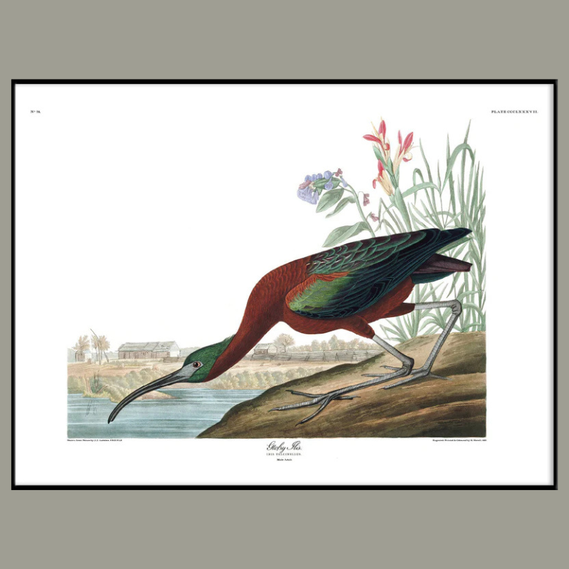 Glossy Ibis Framed Art Print - BFP 100x140 6507 - Uneeka