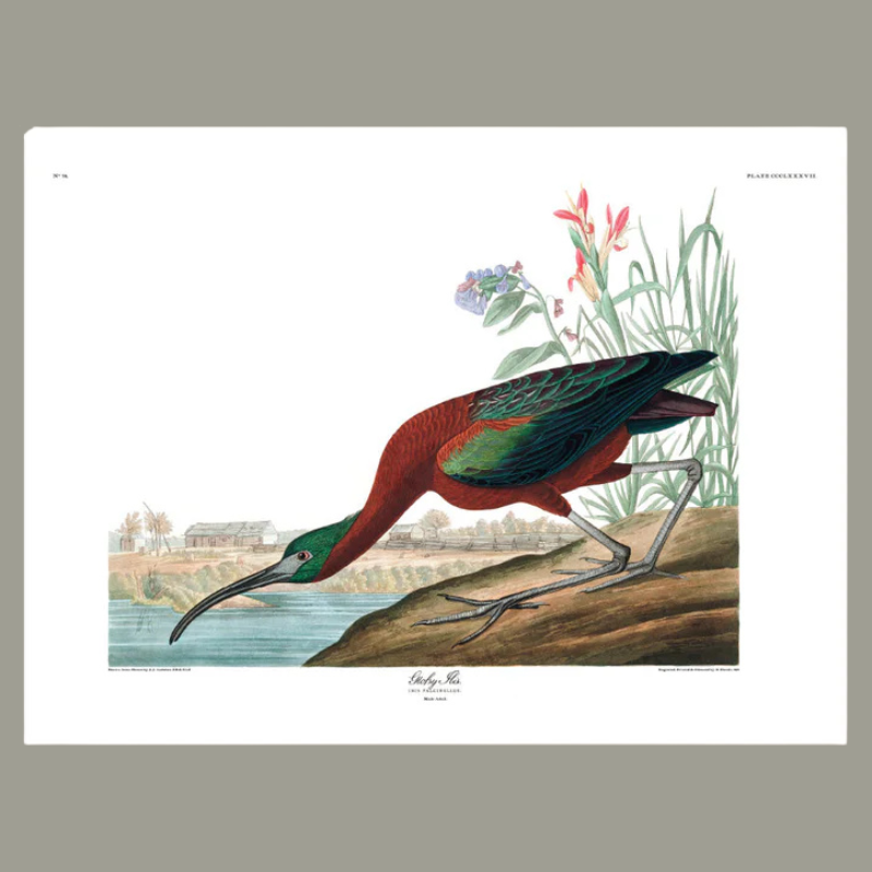 Glossy Ibis Framed Art Print - 100x140 6507 - Uneeka