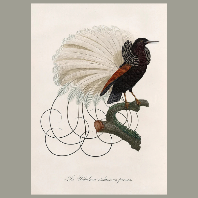 Le Nébuleux Framed Art Print - 100x140 6713 - Uneeka