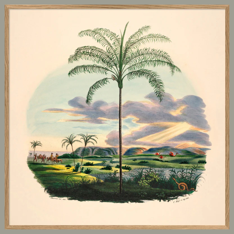 Palm & Sunset Framed Art Print - OFG 61x61 3541 - Uneeka