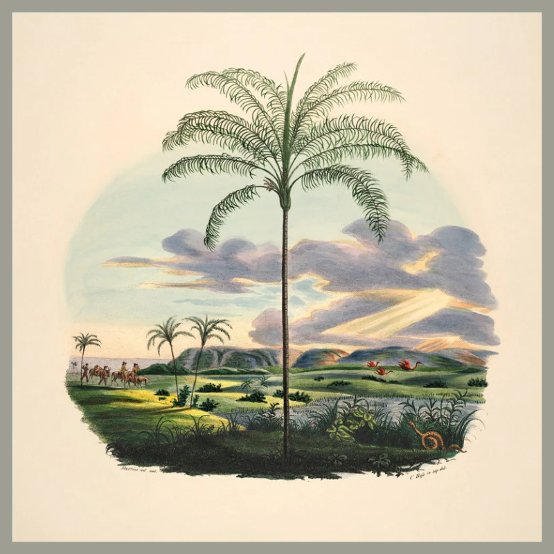 Palm & Sunset Framed Art Print - 61x61 3541 - Uneeka