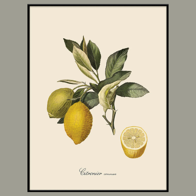 Lemon Framed Art Print - BFP 100x140 3608 - Uneeka