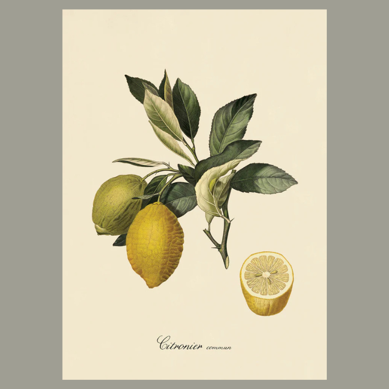 Lemon Framed Art Print - 100x140 3608 - Uneeka
