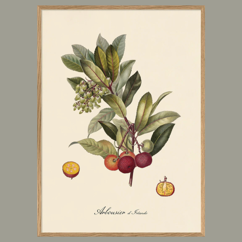 Arbousier d'Irlande Framed Art Print - OFP 100x140 3609 - Uneeka