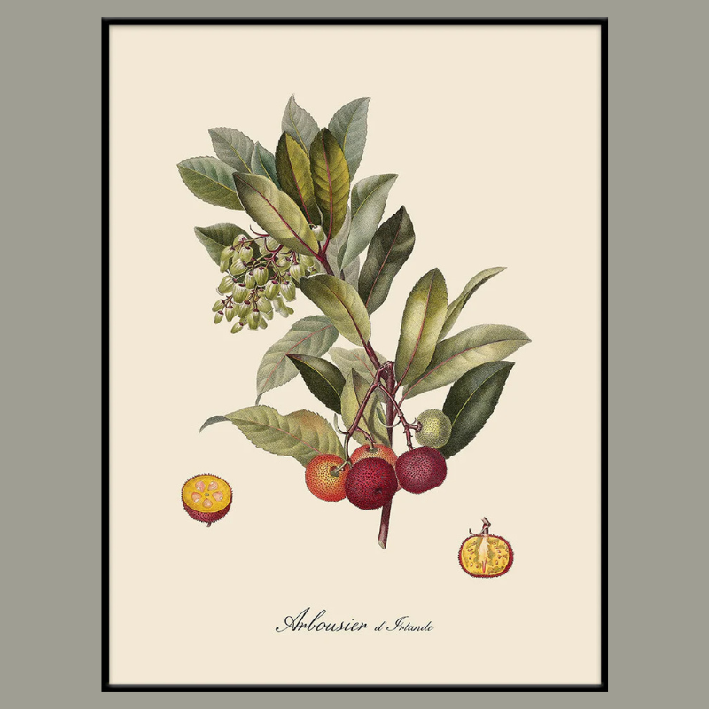 Arbousier d'Irlande Framed Art Print - BFP 100x140 3609 - Uneeka