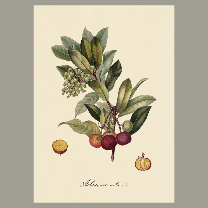 Arbousier d'Irlande Framed Art Print - 100x140 3609 - Uneeka