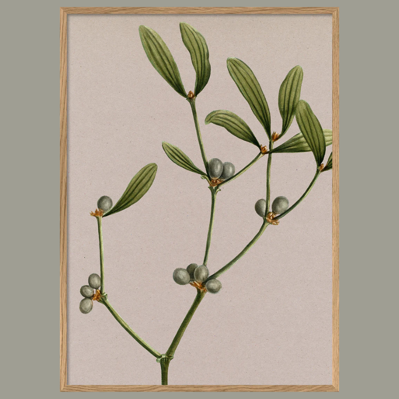 Mistletoe Sprig Framed Art Print - OFP 100x140 6221 - Uneeka
