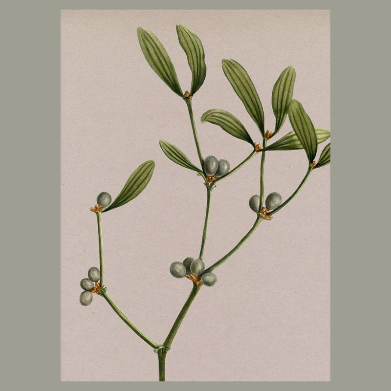 Mistletoe Sprig Framed Art Print - 100x140 6221 - Uneeka