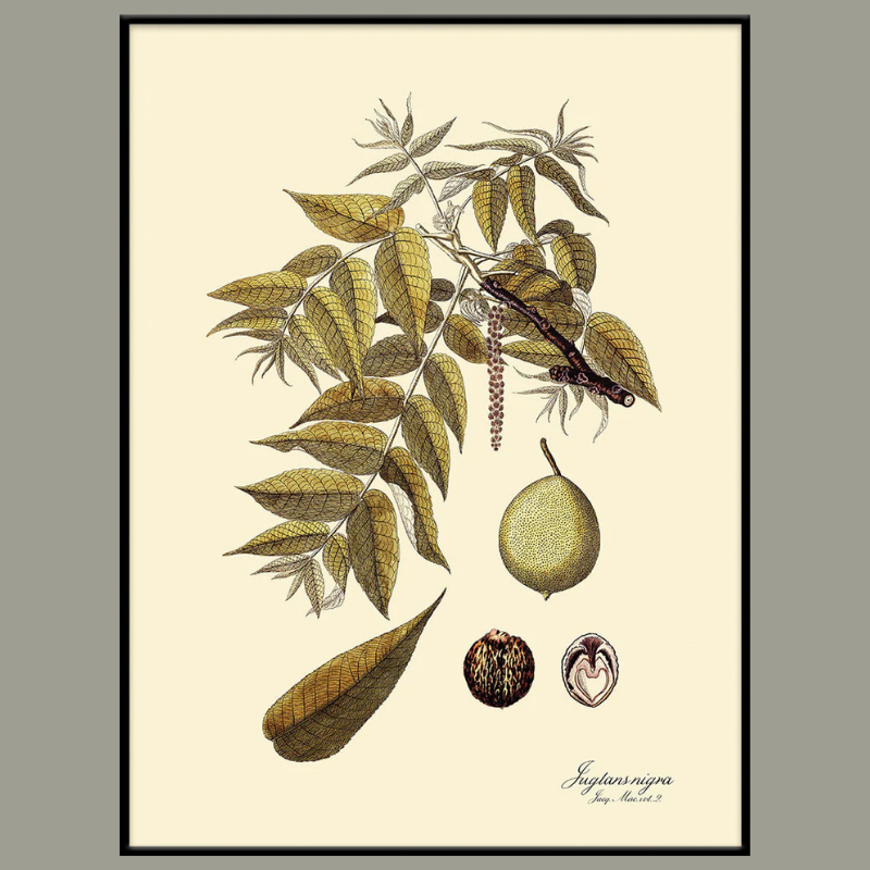 Juglans Nigra Framed Art Print - BFP 100x140 3111 - Uneeka