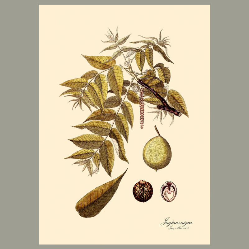 Juglans Nigra Framed Art Print - 100x140 3111 - Uneeka