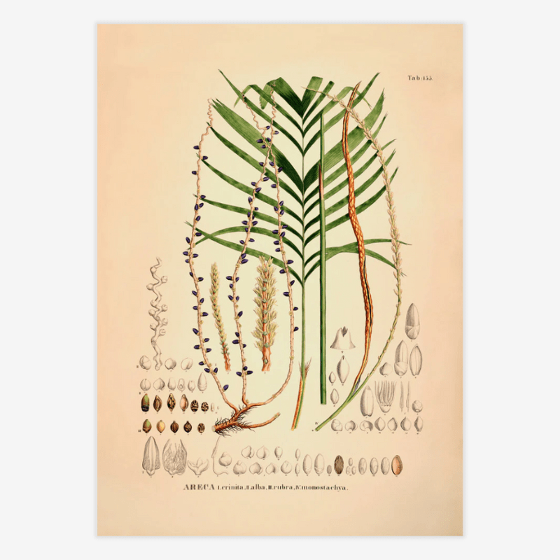 Red Barbel Palm Framed Art Print - 50x70 3527 - Uneeka