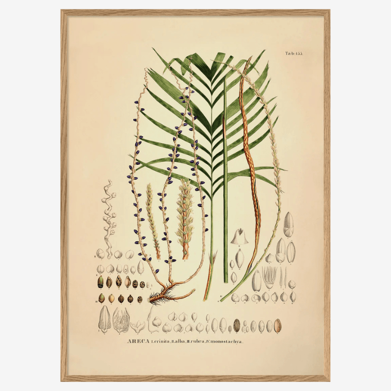 Red Barbel Palm Framed Art Print - OFG 50x70 3527 - Uneeka