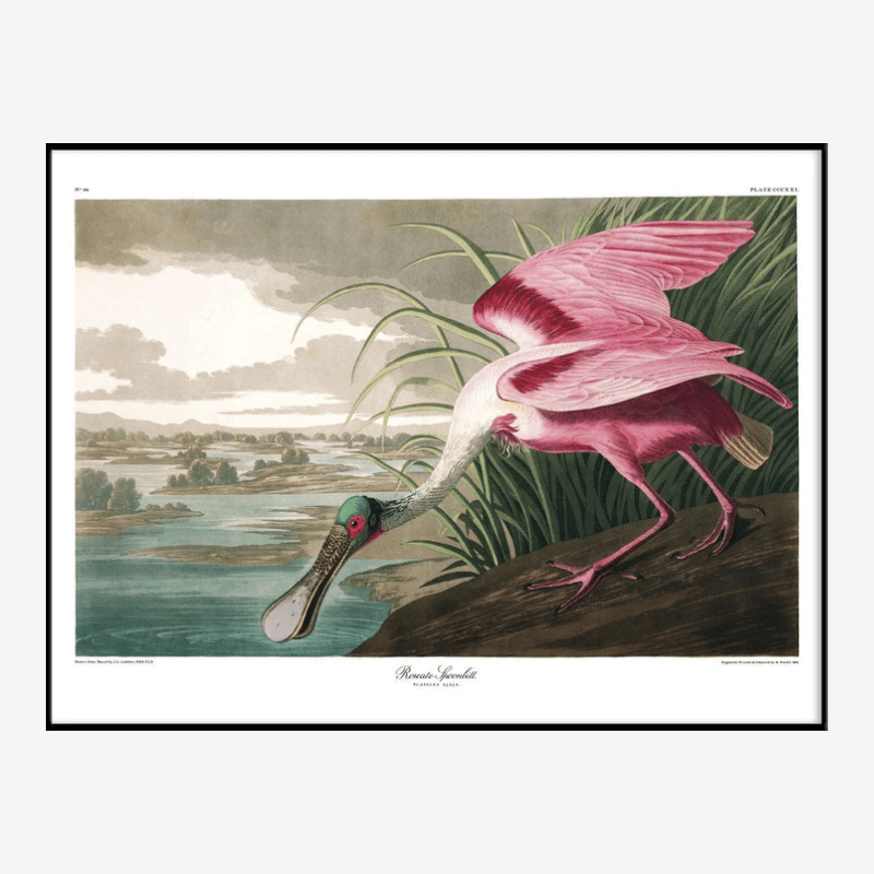Roseate Spoonbill Framed Art Print - 112x158 6506 - Uneeka
