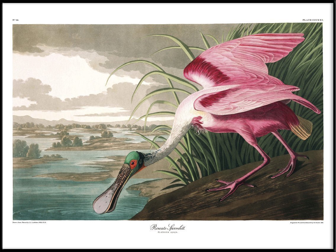 Roseate Spoonbill Framed Print - 112x158 6506 - Uneeka