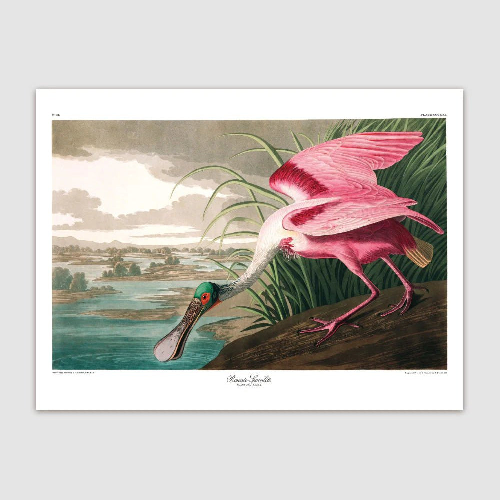 Roseate Spoonbill Framed Print - 50x70 6506 - Uneeka