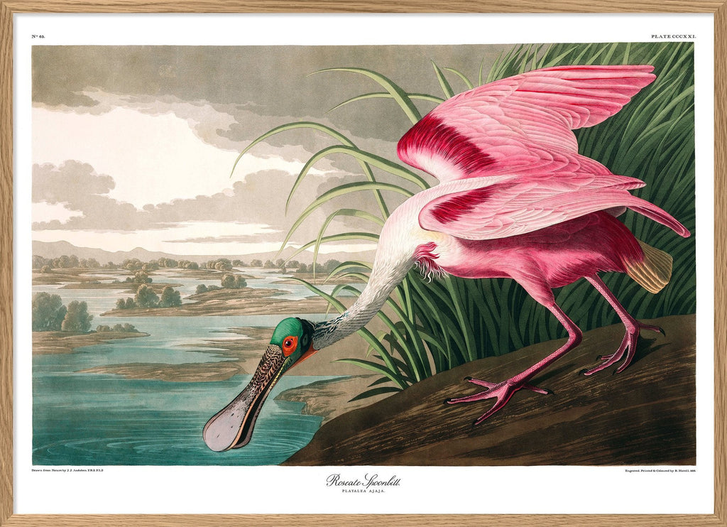 Roseate Spoonbill Framed Print - OFG 50x70 6506 - Uneeka