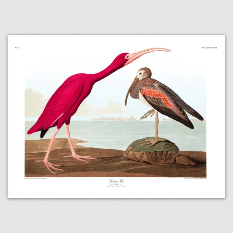 Scarlet Ibis Framed Art Print - 50x70 6505 - Uneeka