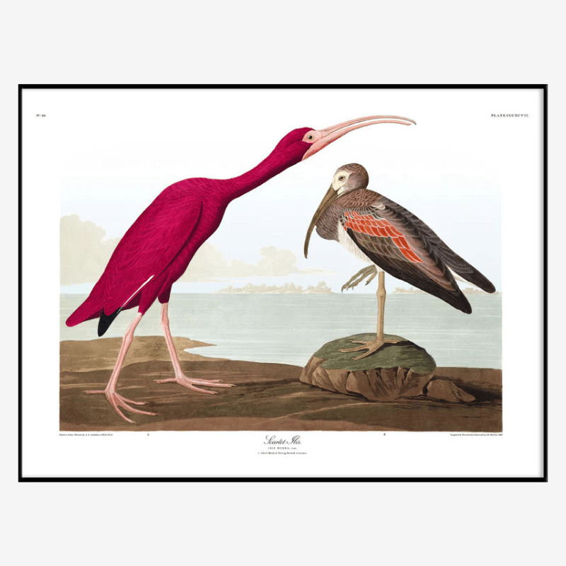 Scarlet Ibis Framed Art Print - BFG 50x70 6505 - Uneeka