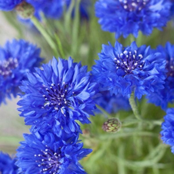 Seedbom Cornflower Power - SSBOM - CP - Uneeka